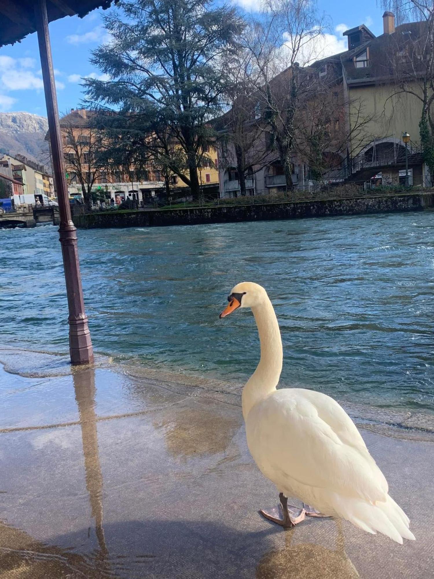 Ferienwohnung La Petite Venise Des Alpes, Ultra Centre 1 A 5 Pers Annecy Exterior foto
